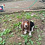 Fiano Wynonna joined the competition — help win amazing prizes! animal, basset_hound, chicken, collar, cute, dirt, dog, ears, face, farm, fence, grass, greenery, looking_up, nature, outdoor, pet, puppy, rural, yard