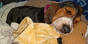 Fiano Wynonna is registered to the contest to win money with this photo: bed, black, blanket, brown, collar, comfort, cozy, cute, dog, ears, fur, indoors, nose, pet, plush_toy, relaxation, resting, sleeping, soft, white