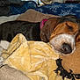 bed, black, blanket, brown, collar, comfort, cozy, cute, dog, ears, fur, indoors, nose, pet, plush_toy, relaxation, resting, sleeping, soft, white