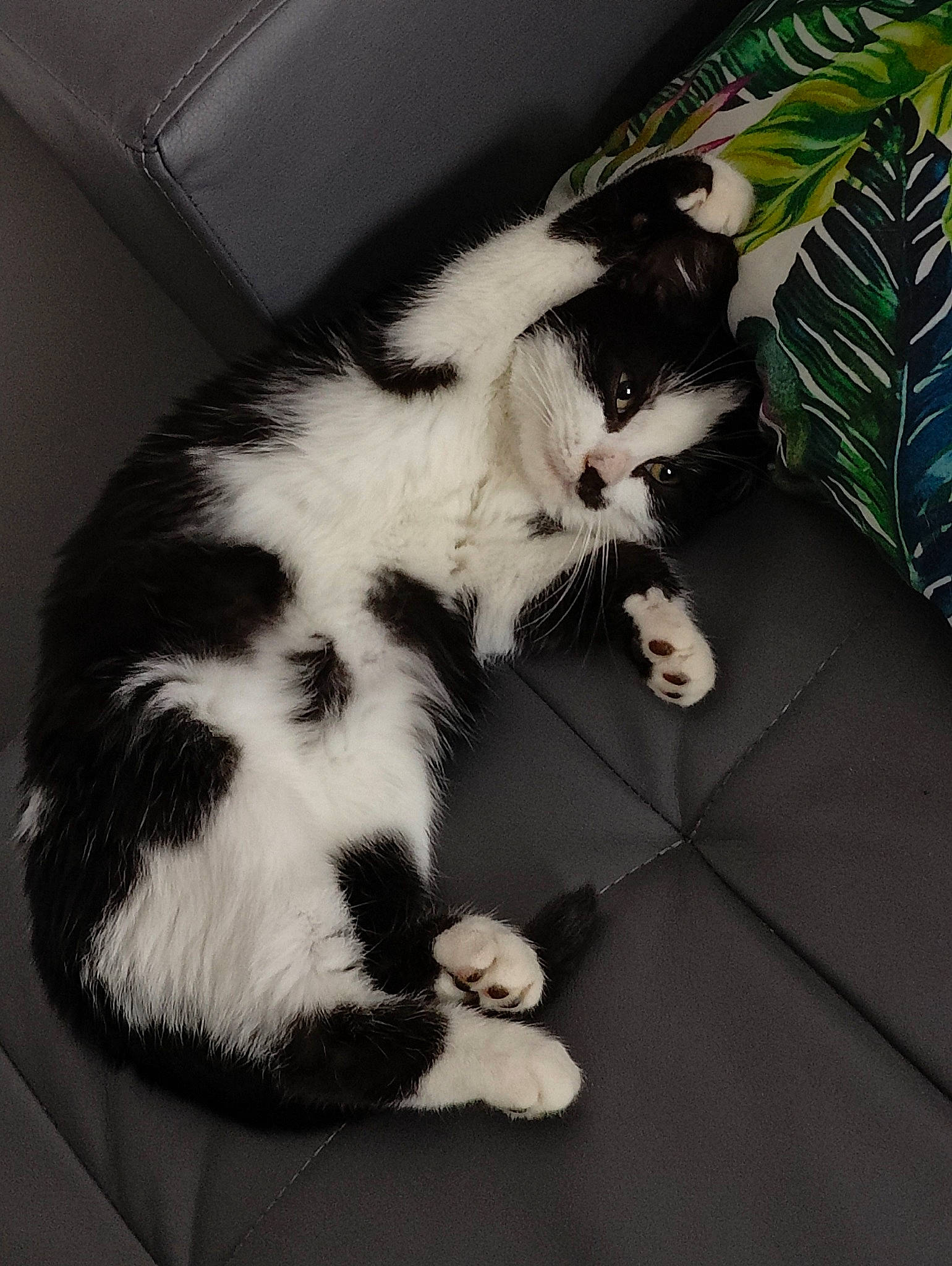 Mallow a rejoint le concours — aidez-le/la à gagner de superbes lots ! carnivore, cat, claw, comfort, domestic_short_haired_cat, felidae, fur, monochrome, monochrome_photography, paw, plant, room, small_to_medium_sized_cats, tail, whiskers