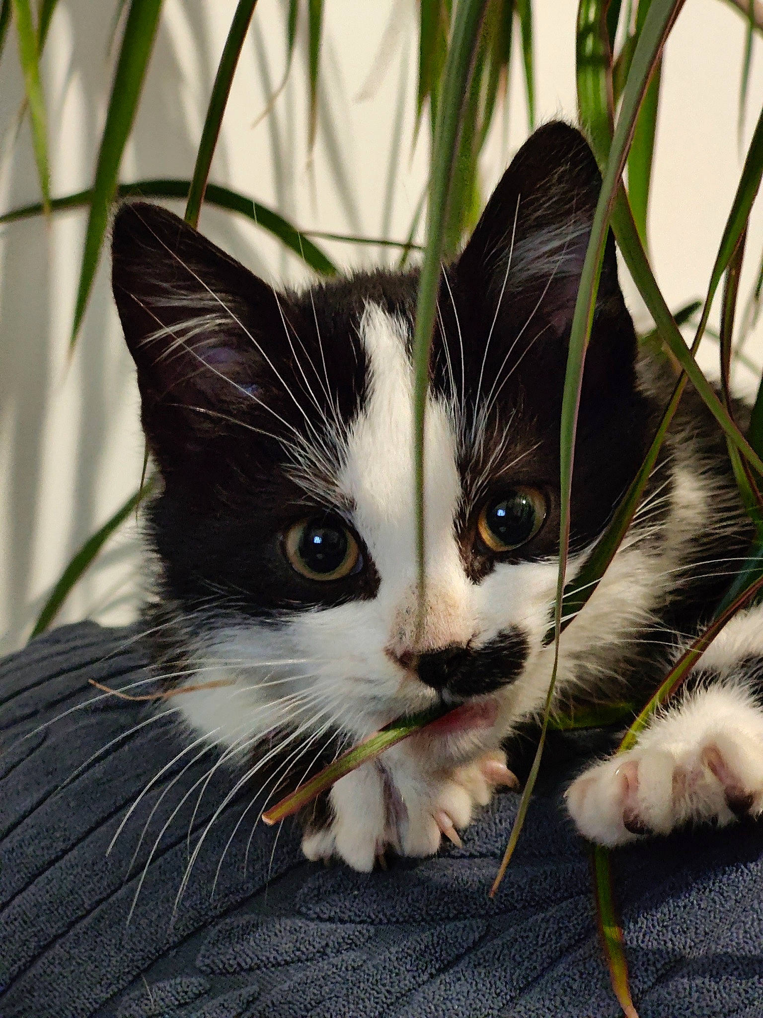 Mallow a rejoint le concours — aidez-le/la à gagner de superbes lots ! carnivore, cat, claw, domestic_short_haired_cat, felidae, foot, fur, grass, head, paw, plant, small_to_medium_sized_cats, snout, tail, tree, whiskers, window