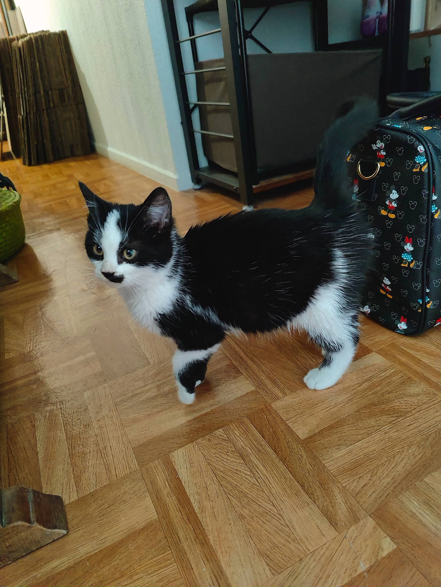 Mallow participe au concours pour gagner de l'argent avec cette photo : carnivore, cat, companion_dog, dog_breed, domestic_short_haired_cat, felidae, floor, flooring, fur, hardwood, laminate_flooring, plank, room, small_to_medium_sized_cats, tail, varnish, whiskers, wood, wood_flooring, wood_stain