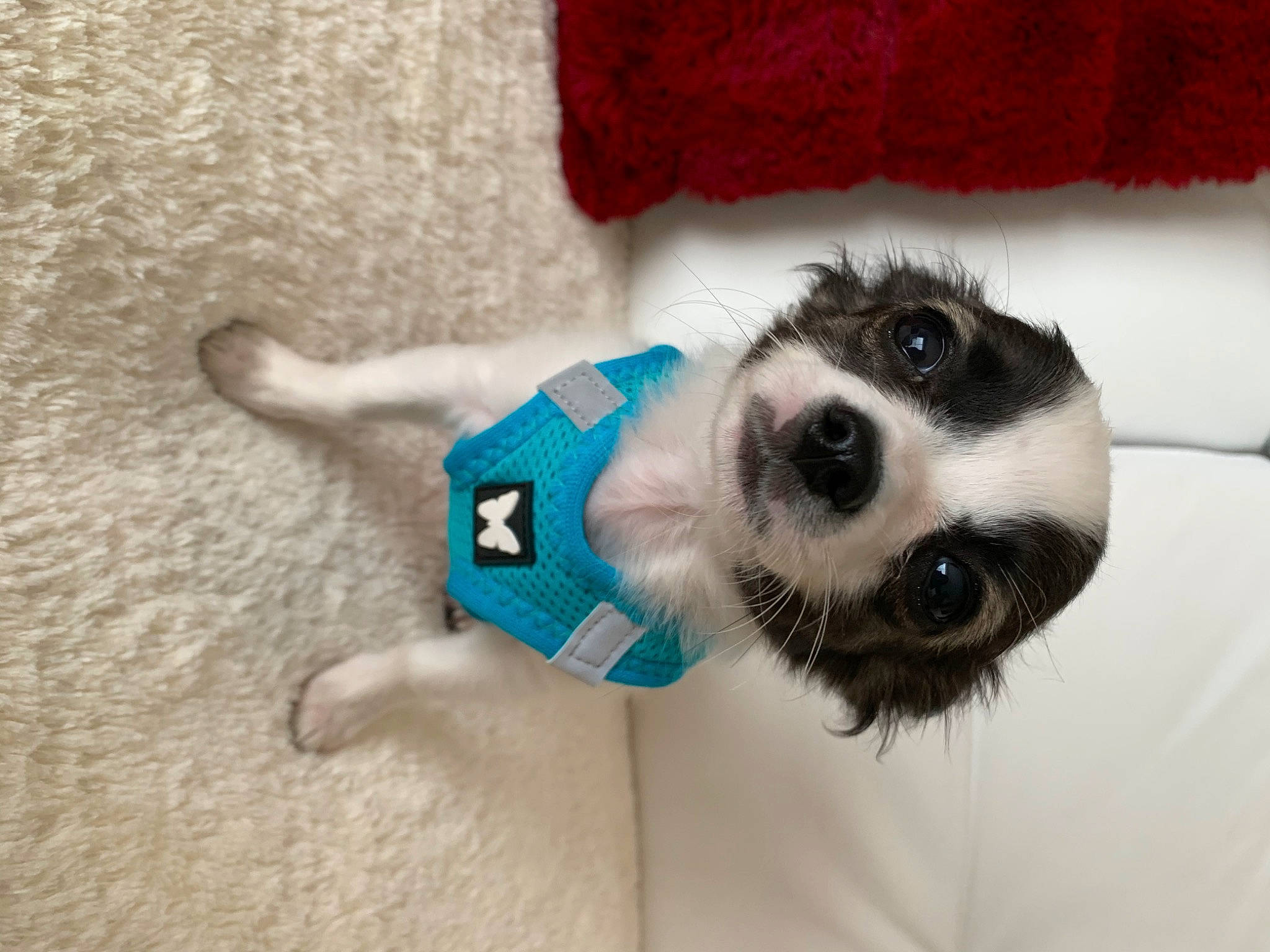 Ramses participe au concours pour gagner de l'argent avec cette photo : border_collie, canidae, carnivore, companion_dog, dog, dog_breed, dog_clothes, head, mammal, nose, paw, puppy, snout