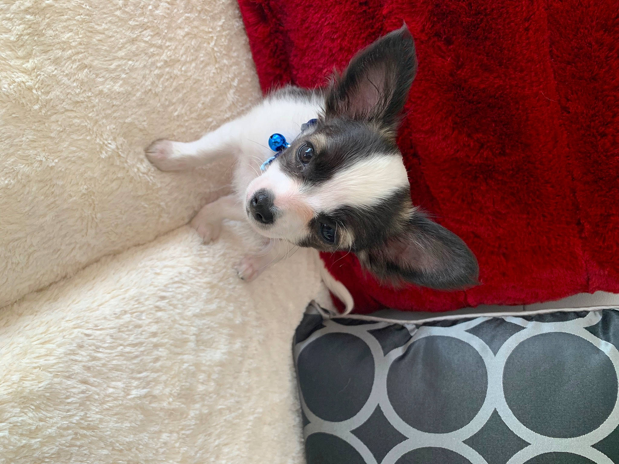 Ramses participe au concours pour gagner de l'argent avec cette photo : canidae, carnivore, cat, dog, dog_breed, felidae, mammal, siberian_husky, small_to_medium_sized_cats, vertebrate, whiskers