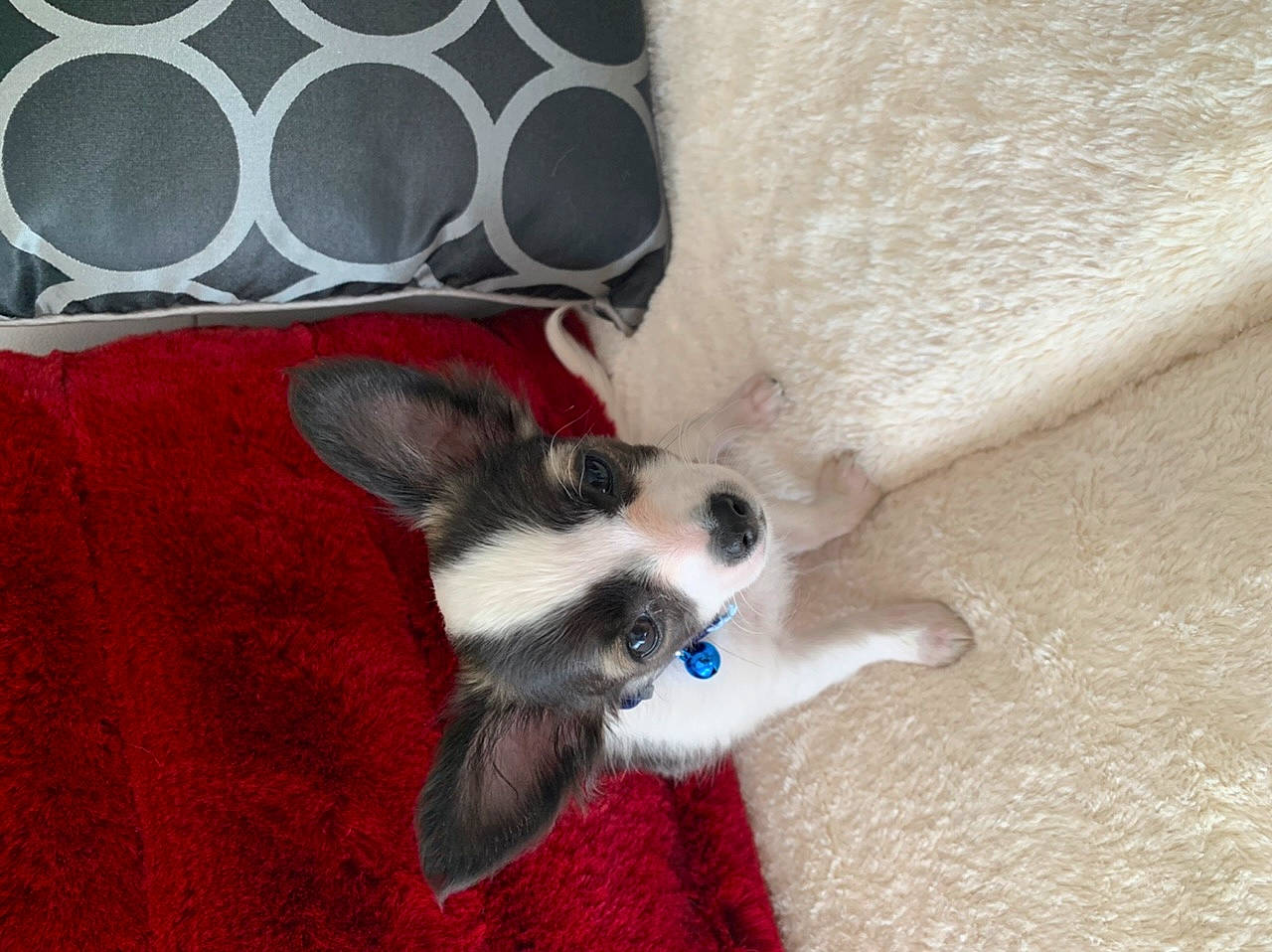 Ramses a rejoint le concours — aidez-le/la à gagner de superbes lots ! canidae, carnivore, dog, dog_breed, domestic_rabbit, ear, fawn, mammal, puppy, rabbits_and_hares, whiskers