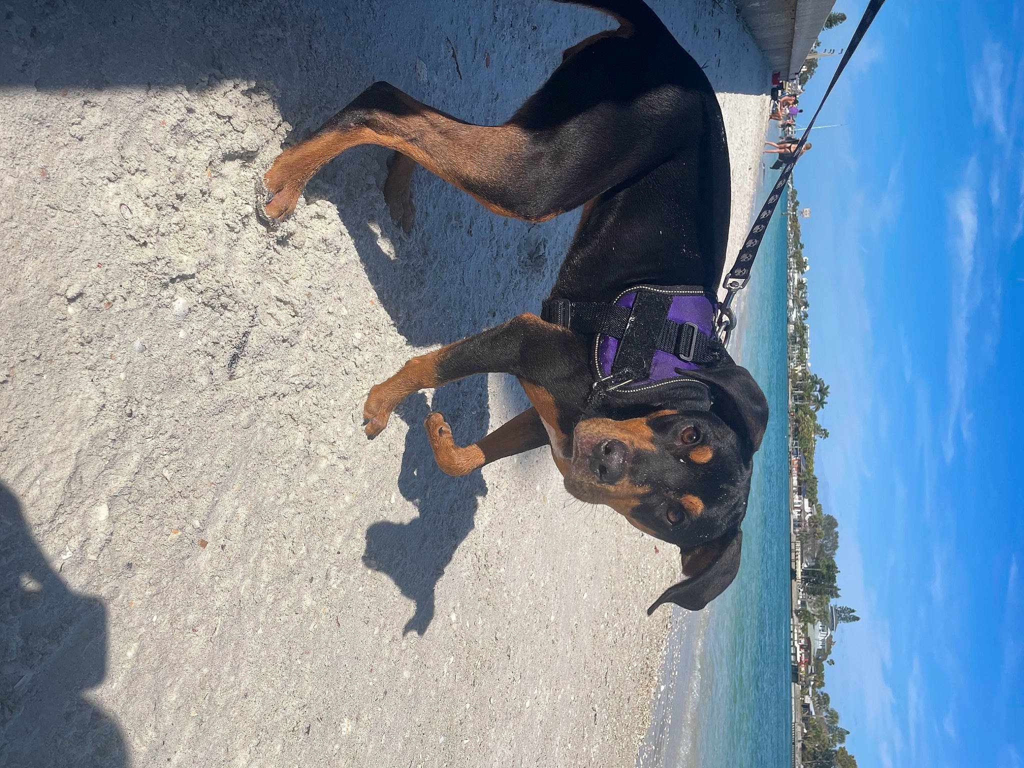 Trixie is registered to the contest to win money with this photo: adventure, asphalt, blue, canidae, carnivore, cloud, dog, dog_breed, electric_blue, fawn, fun, happy, leash, leisure, recreation, sky, smile, snout, sporting_group, working_animal