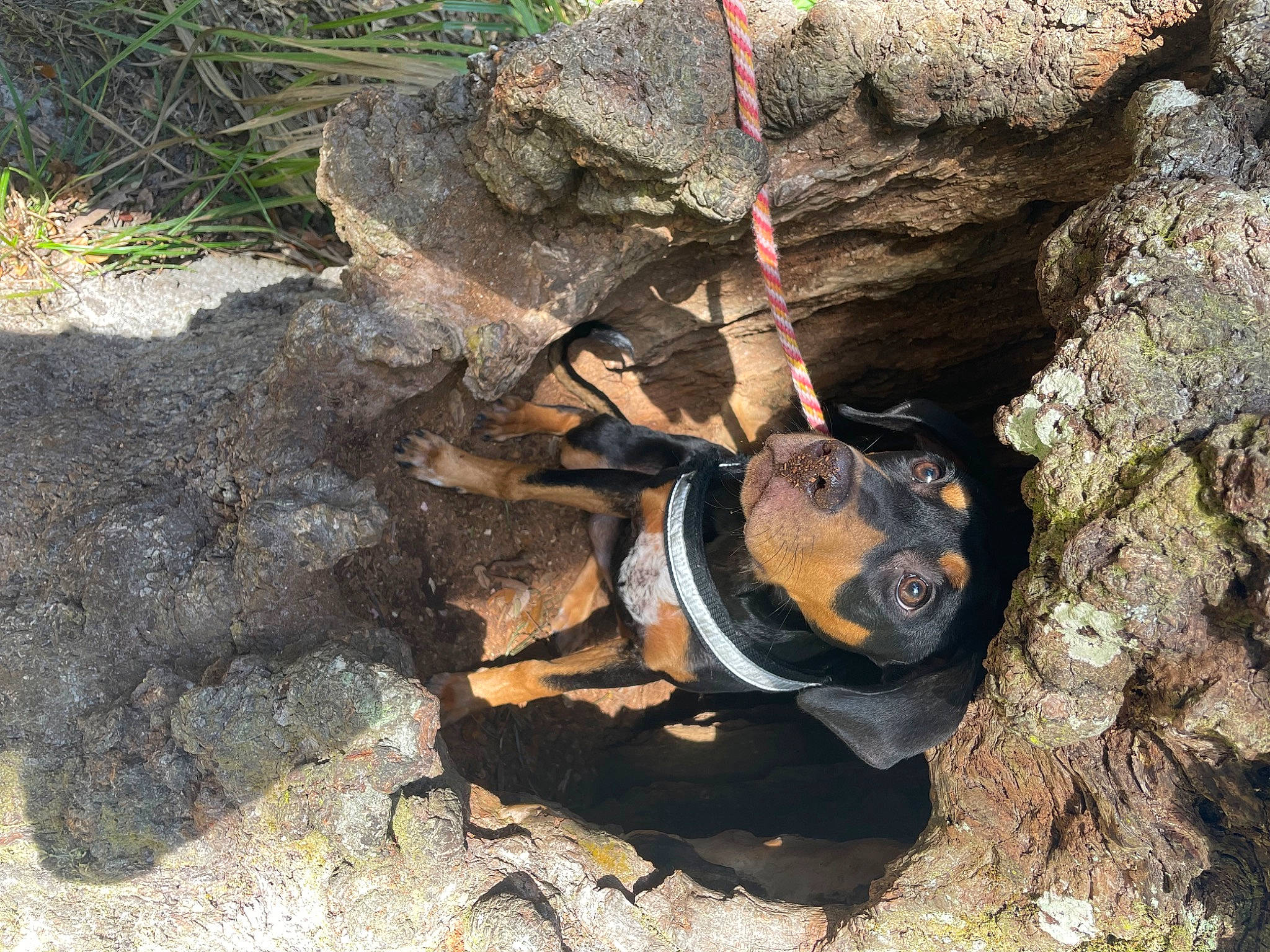 Trixie is registered to the contest to win money with this photo: arthropod, bat, bedrock, beetle, helmet, insect, invertebrate, pest, plant, recreation, reptile, rock, scaled_reptile, soil, spider, terrestrial_animal, trunk, waste, wildlife, wood