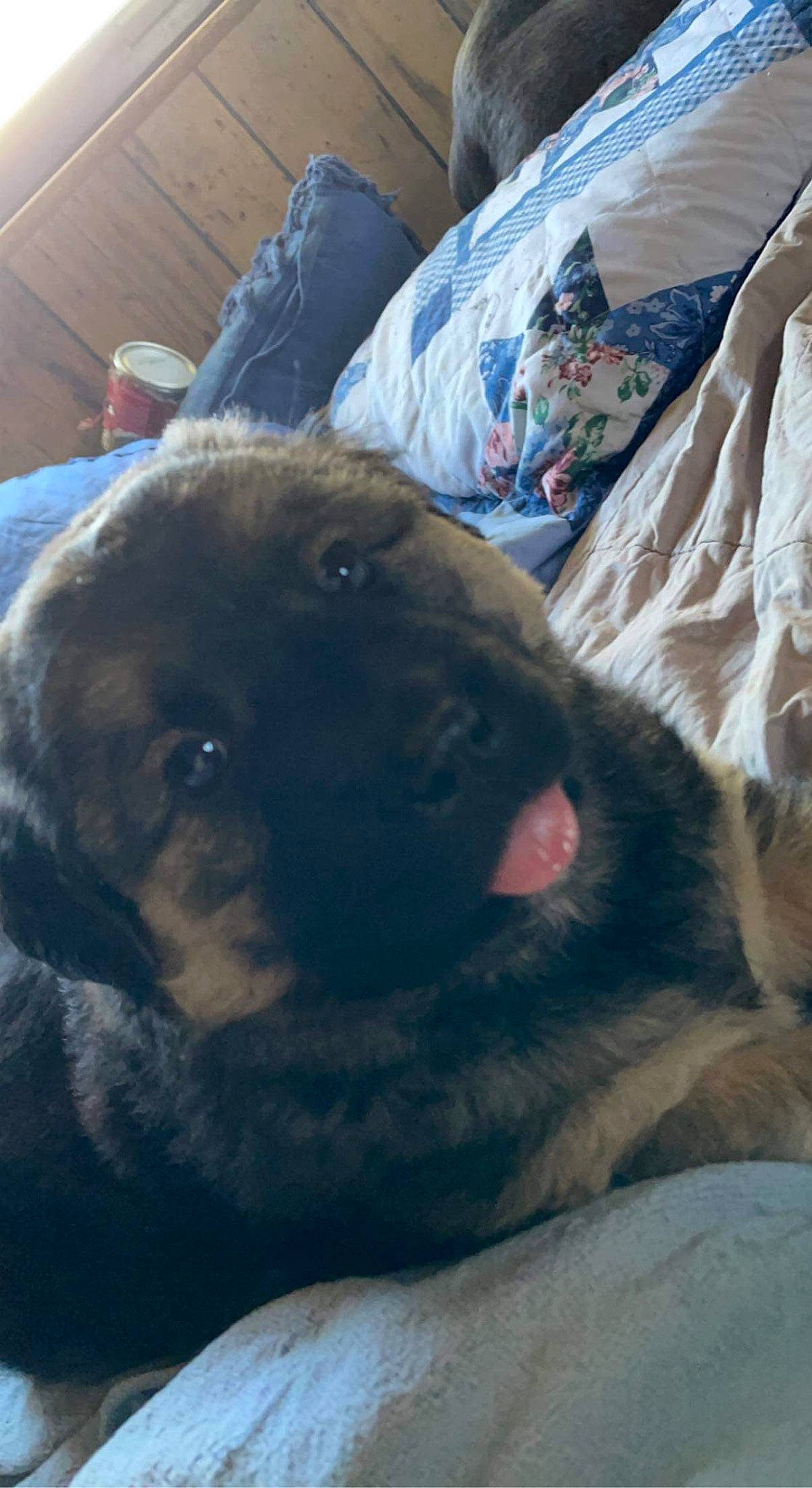 Shaba is registered to the contest to win money with this photo: canidae, carnivore, comfort, companion_dog, dog, dog_breed, fawn, fur, guard_dog, linens, liver, paw, snout, sporting_group, working_animal