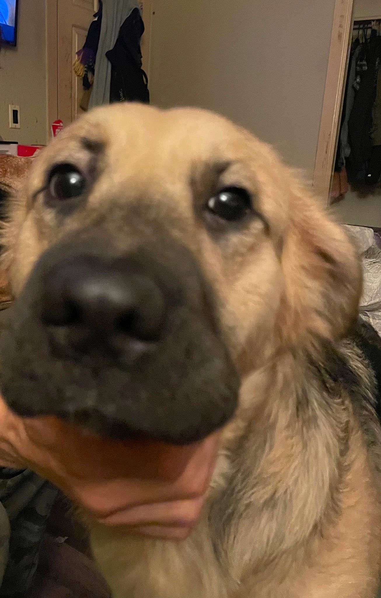 Shaba joined the competition — help win amazing prizes! canidae, carnivore, companion_dog, dog, dog_breed, ear, fawn, fur, golden_retriever, guard_dog, puppy_love, retriever, selfie, snout, sporting_group, whiskers, working_animal, working_dog