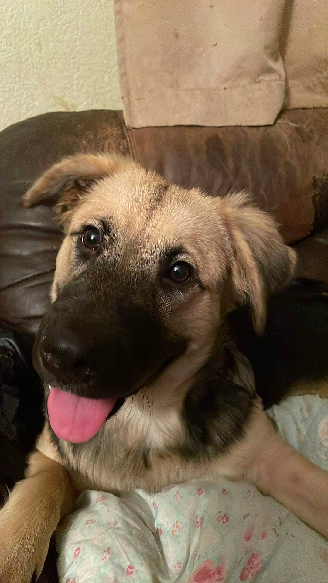 Shaba joined the competition — help win amazing prizes! ancient_dog_breeds, carnivore, companion_dog, dog, dog_breed, fawn, firefighter, fur, paw, pet_supply, snout, sporting_group, terrestrial_animal, whiskers, working_animal, working_dog