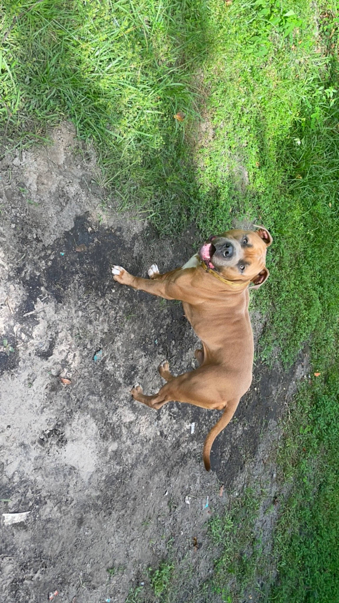 Baron joined the competition — help win amazing prizes! asphalt, canidae, carnivore, companion_dog, dog, dog_breed, fawn, grass, guard_dog, hunting_dog, paw, plant, snout, soil, sporting_group, tail, terrestrial_animal, tree, working_animal, working_dog