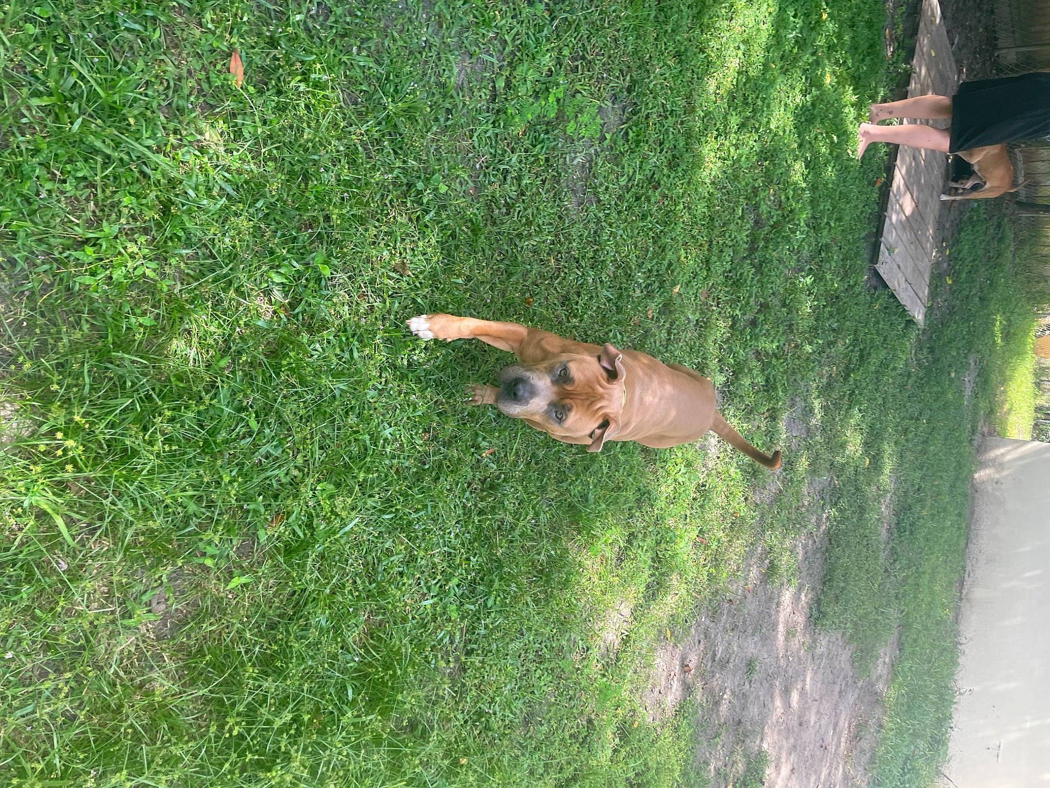 Baron joined the competition — help win amazing prizes! canidae, carnivore, companion_dog, dog, dog_breed, fawn, grass, grass_family, grassland, groundcover, lawn, pasture, plant, sporting_group, tail, terrestrial_animal, tree, trunk, wildlife, wood