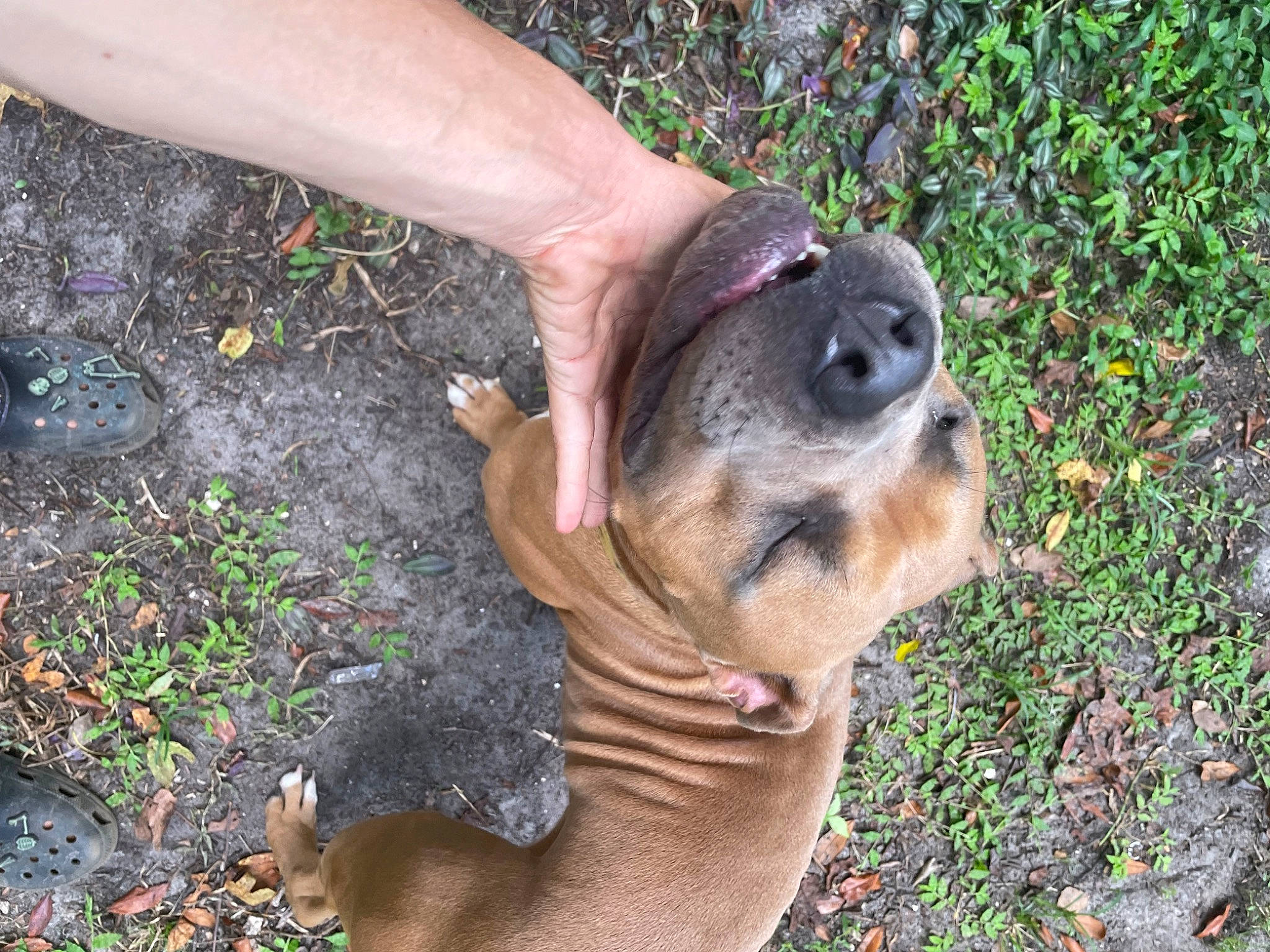 Baron is registered to the contest to win money with this photo: canidae, carnivore, companion_dog, dog, dog_breed, fawn, fur, grass, paw, plant, puppy, snout, soil, sporting_group, street_dog, tail, terrestrial_animal, whiskers, wildlife, working_animal