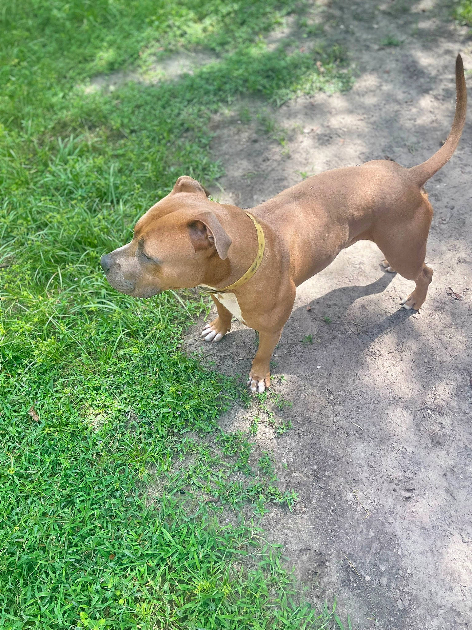 Baron joined the competition — help win amazing prizes! canidae, carnivore, collar, companion_dog, dog, dog_breed, dog_collar, dog_supply, fawn, grass, groundcover, gun_dog, hound, liver, pet_supply, plant, snout, tail, terrestrial_animal, working_animal