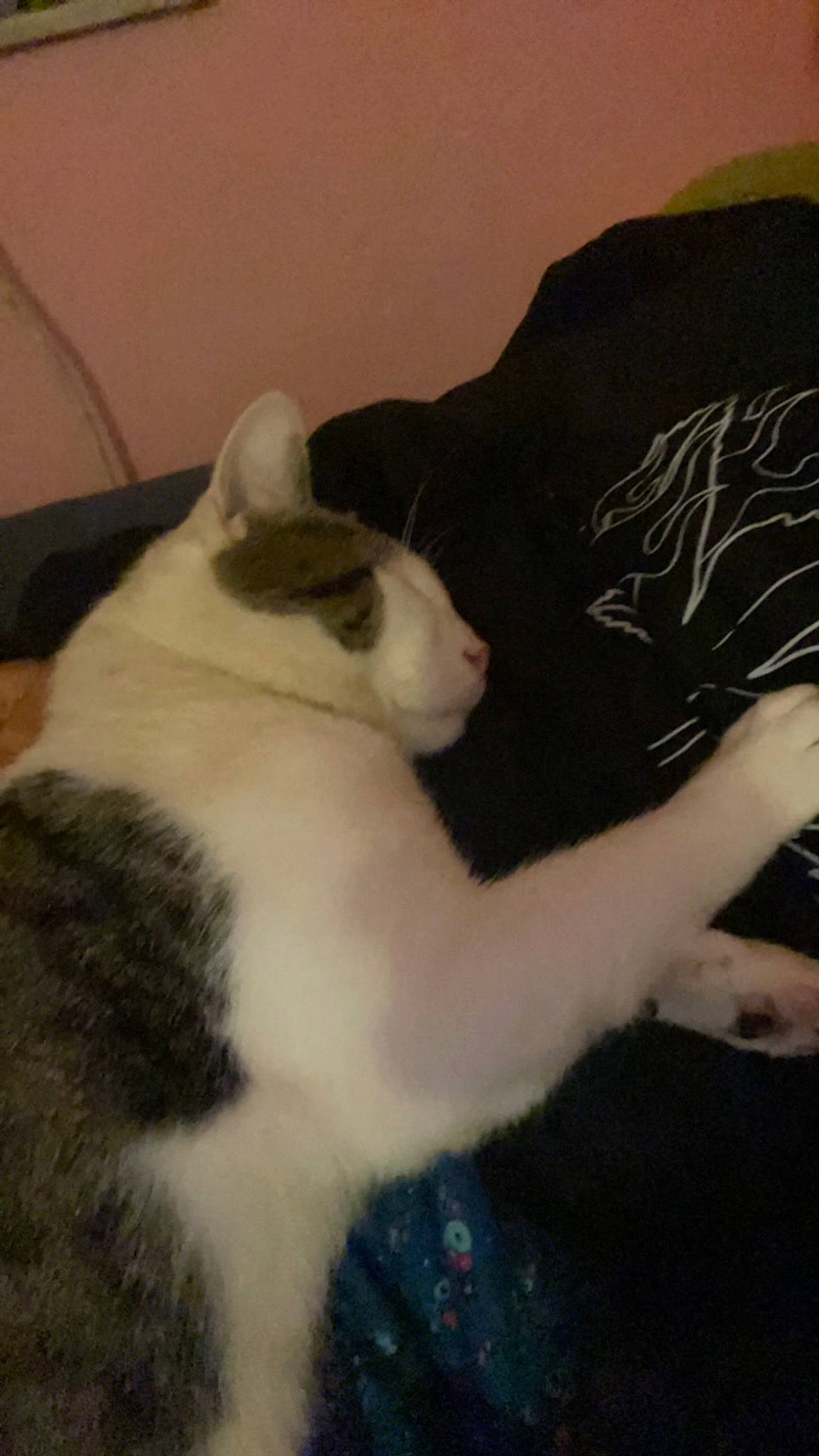 Prince is registered to the contest to win money with this photo: canidae, carnivore, cat, comfort, companion_dog, domestic_short_haired_cat, felidae, fur, lap, nap, paw, small_to_medium_sized_cats, snout, tail, vertebrate, whiskers