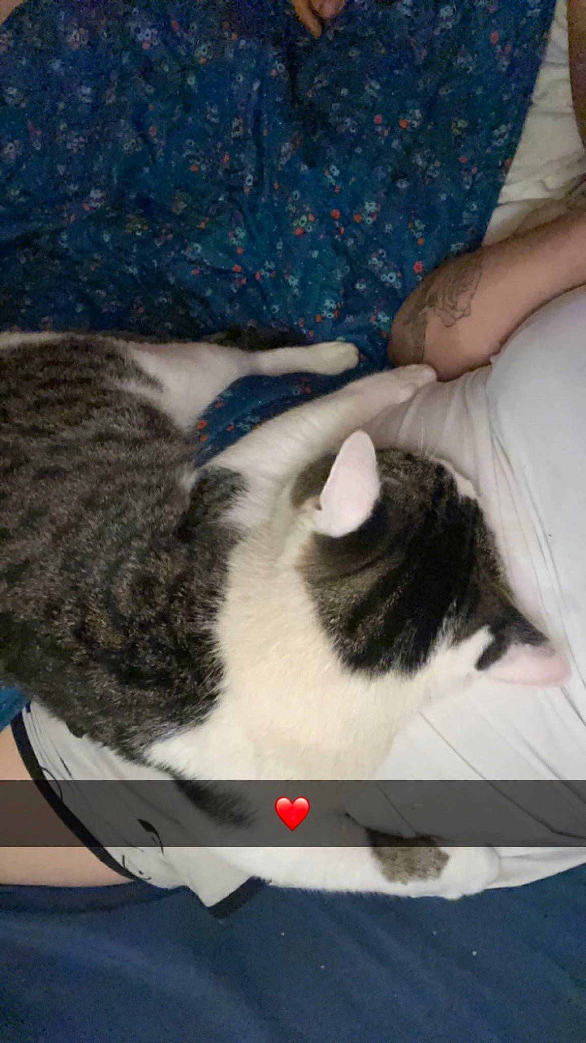 Prince is registered to the contest to win money with this photo: carnivore, cat, claw, comfort, domestic_short_haired_cat, felidae, fur, gesture, grey, human_leg, linens, nap, paw, sky, small_to_medium_sized_cats, snout, tail, thigh, vertebrate, whiskers