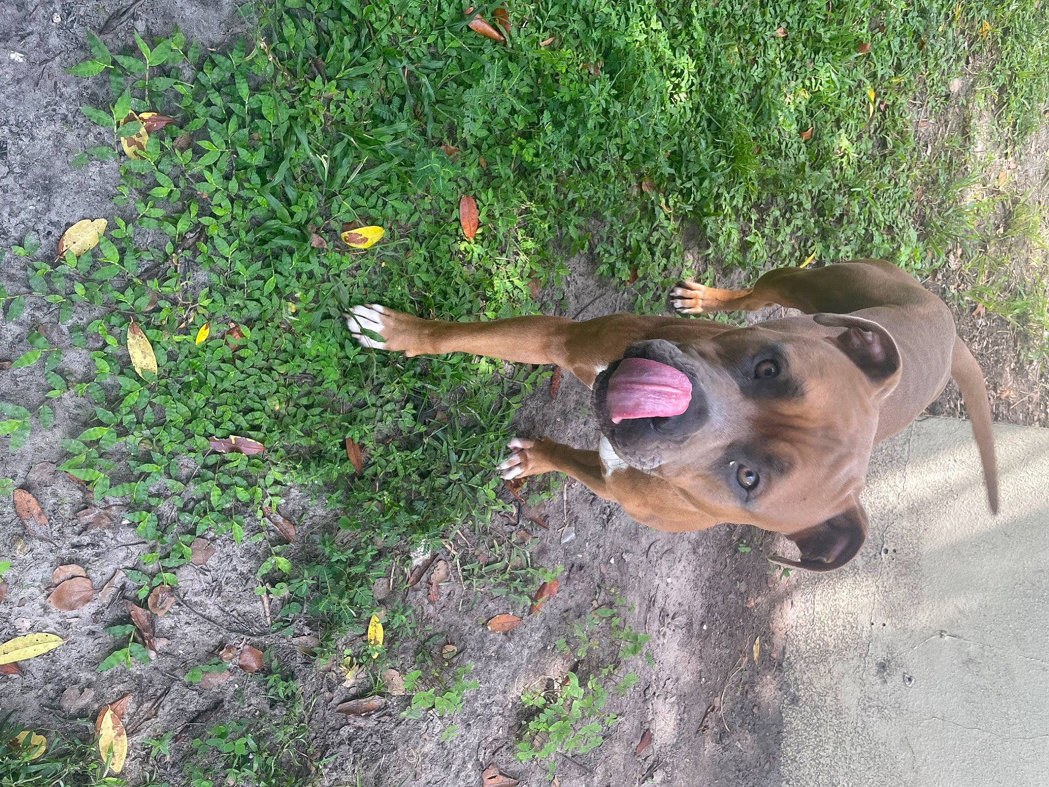 Baron joined the competition — help win amazing prizes! asphalt, canidae, carnivore, collar, companion_dog, dog, dog_breed, dog_collar, fawn, grass, groundcover, guard_dog, leash, pet_supply, plant, road_surface, soil, sporting_group, tail, working_animal