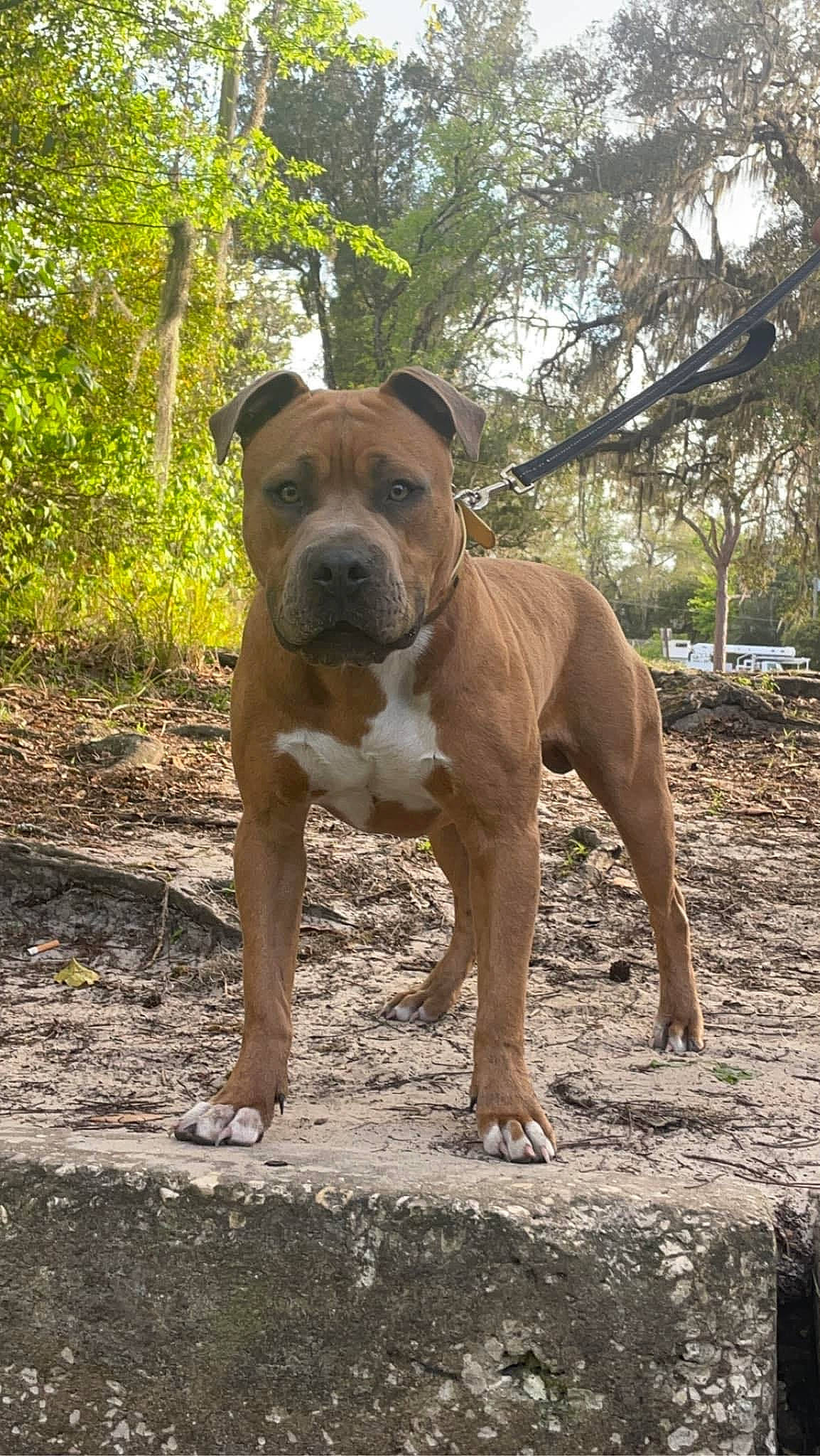 Baron is registered to the contest to win money with this photo: ancient_dog_breeds, canidae, carnivore, companion_dog, dog, dog_breed, fawn, molosser, non_sporting_group, plant, snout, sporting_group, terrestrial_animal, tree, working_animal, working_dog