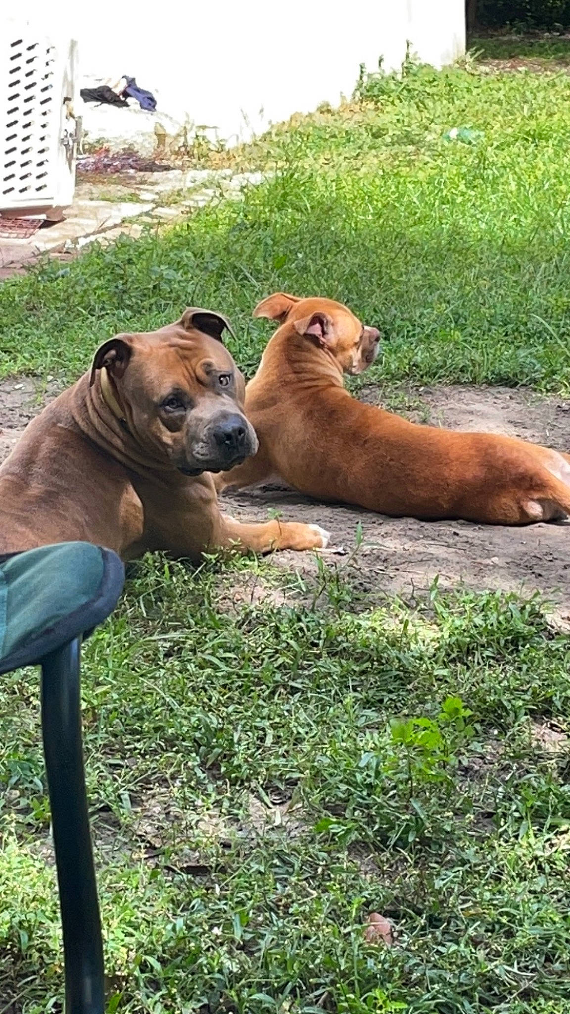 Baron joined the competition — help win amazing prizes! canidae, carnivore, companion_dog, dog, dog_breed, fawn, grass, grassland, hunting_dog, landscape, liver, non_sporting_group, pasture, plant, prairie, snout, sporting_group, terrestrial_animal, wildlife, working_animal