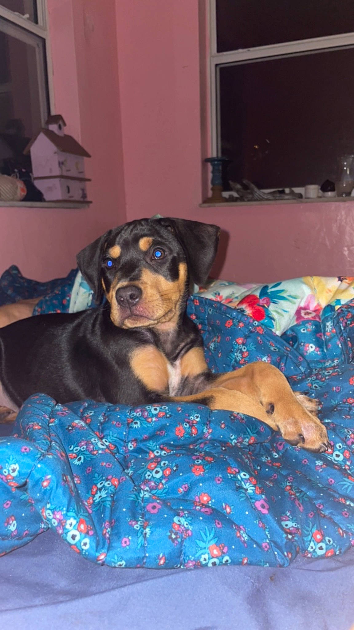 Trixie is registered to the contest to win money with this photo: ball, canidae, carnivore, comfort, companion_dog, couch, dog, dog_breed, dog_supply, flooring, fur, guard_dog, linens, living_room, room, sitting, sporting_group, working_animal, working_dog