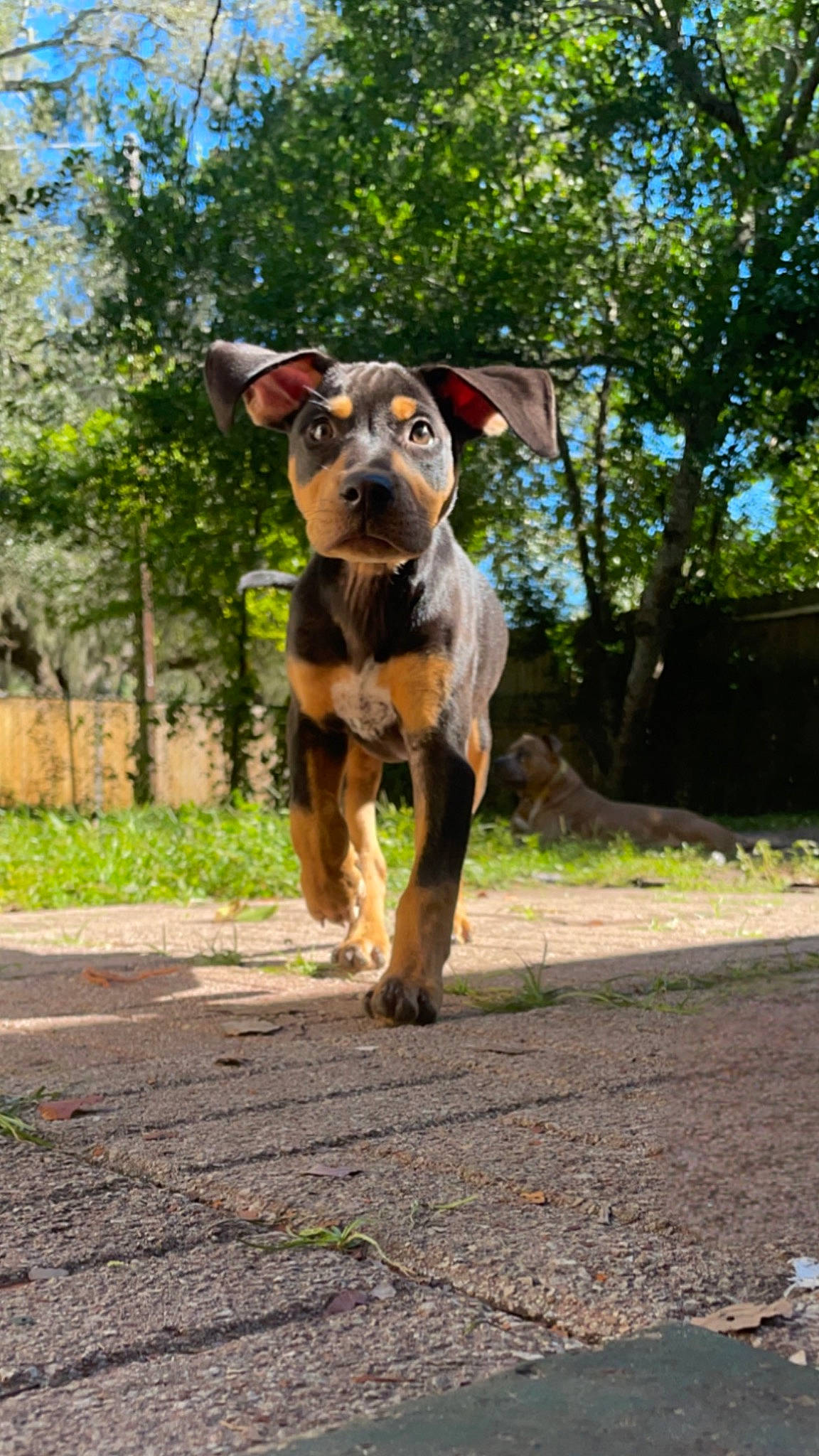 Trixie is registered to the contest to win money with this photo: ball, canidae, carnivore, companion_dog, dog, dog_breed, fawn, grass, landscape, liver, personal_protective_equipment, plant, road_surface, sky, snout, soil, sporting_group, terrestrial_animal, tree, working_animal