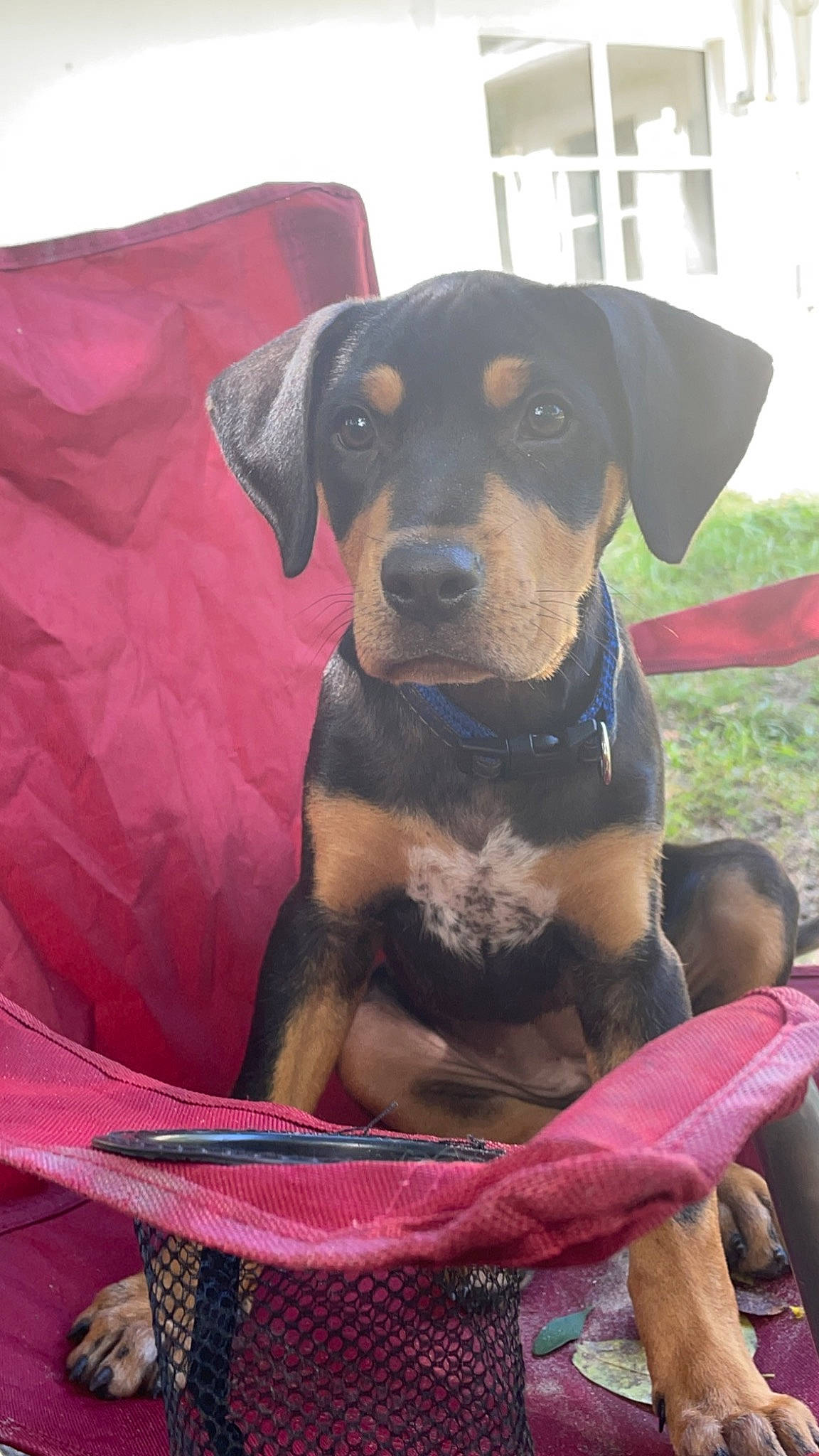 Trixie joined the competition — help win amazing prizes! canidae, carnivore, collar, companion_dog, dog, dog_breed, dog_collar, dog_supply, fawn, guard_dog, hunting_dog, magenta, pet_supply, plant, puppy, sporting_group, terrestrial_animal, working_animal, working_dog