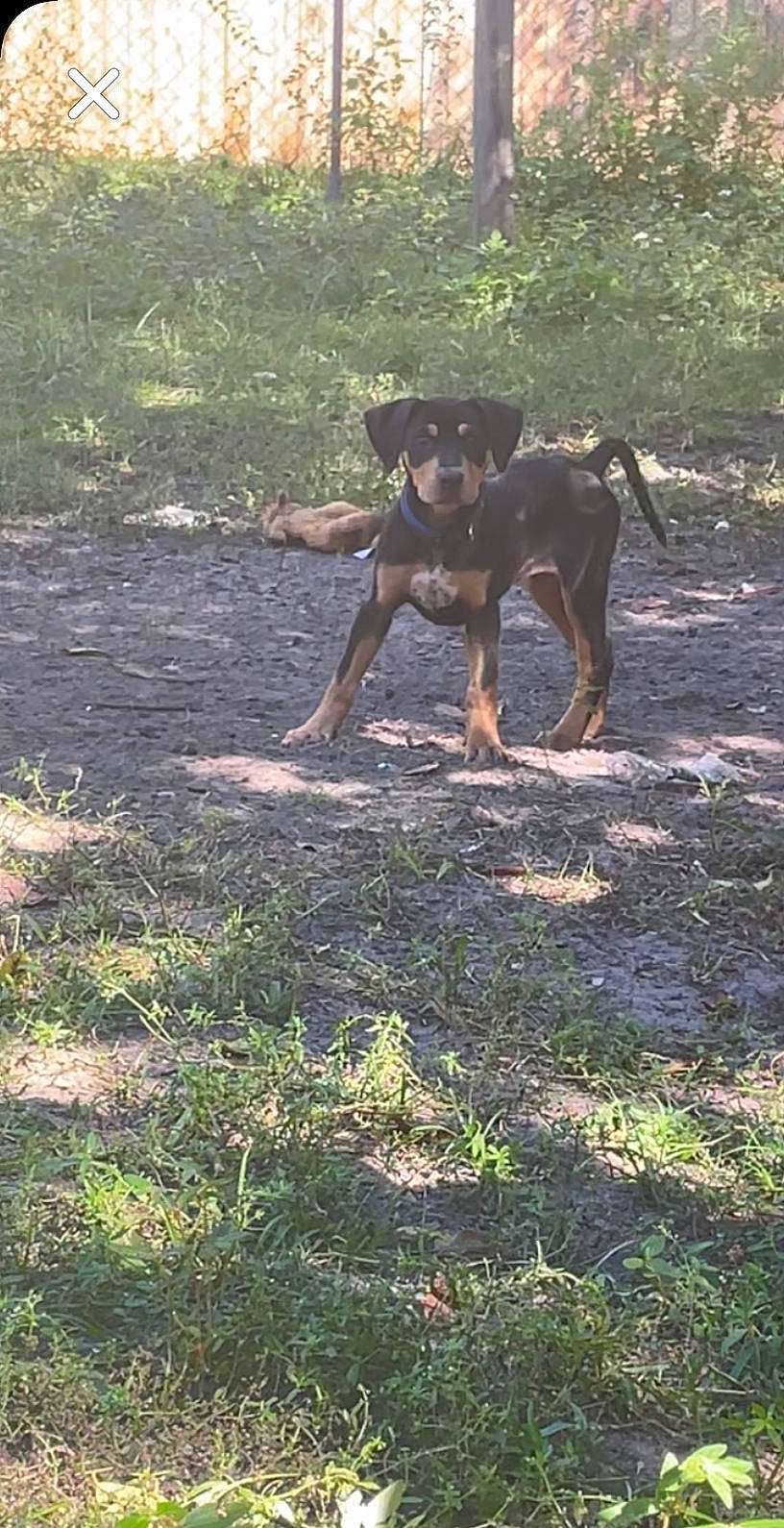 Trixie is registered to the contest to win money with this photo: canidae, carnivore, dobermann, dog, dog_breed, fawn, grass, guard_dog, montenegrin_mountain_hound, plant, shadow, snout, soil, sporting_group, tail, terrestrial_animal, wildlife, wood, working_animal, working_dog