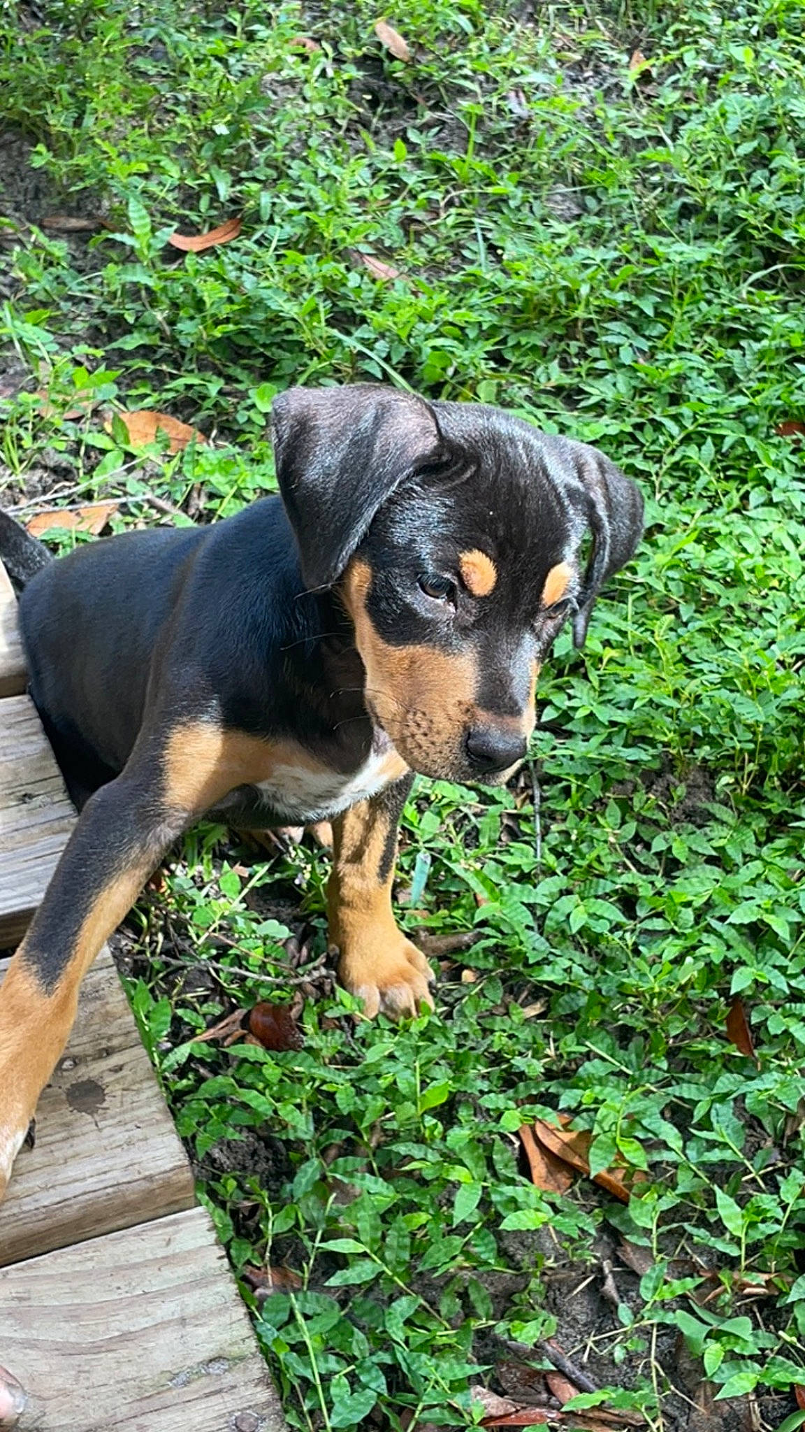 Trixie is registered to the contest to win money with this photo: austrian_black_and_tan_hound, canidae, carnivore, companion_dog, dog, dog_breed, fawn, grass, groundcover, guard_dog, hound, montenegrin_mountain_hound, plant, rainforest, sporting_group, terrestrial_animal, terrestrial_plant, tree, working_animal, working_dog