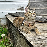 Lexi is registered to the contest to win money with this photo: animal, cat, collar, curious, daylight, ears, feline, fur, greenery, looking_up, nature, outdoor, paws, pet, relaxed, rustic, steps, tabby, whiskers, wood