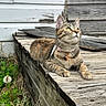 animal, cat, collar, curious, daylight, ears, feline, fur, greenery, looking_up, nature, outdoor, paws, pet, relaxed, rustic, steps, tabby, whiskers, wood