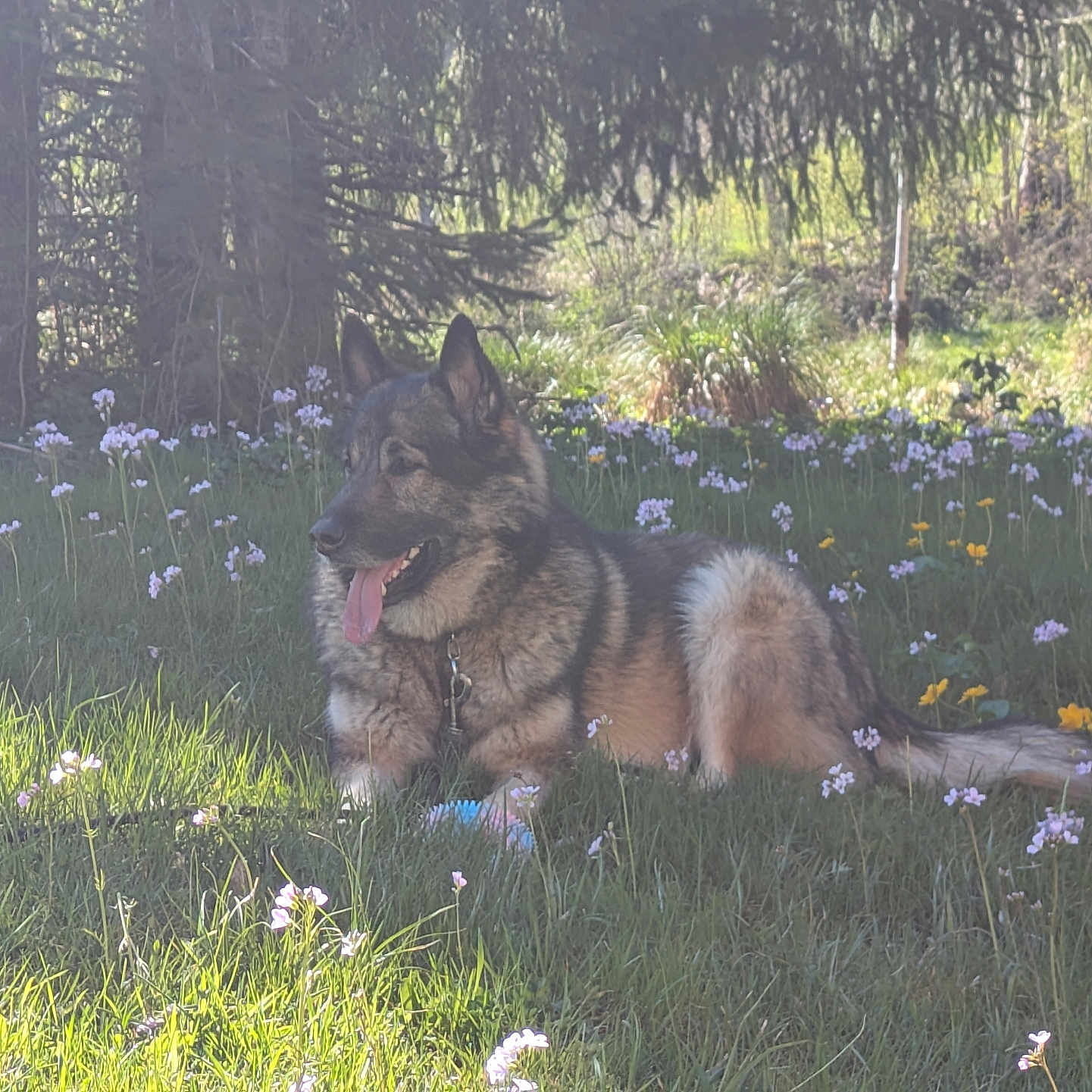 Raïko a rejoint le concours — aidez-le/la à gagner de superbes lots ! dog, german_shepherd, long_hair, fluffy, outdoor, garden, meadow, wildflowers, grass, trees, forest, nature, sunlight, sitting, lying_down, open_mouth, tongue, collar, leash, pet
