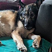 Raïko participe au concours pour gagner de l'argent avec cette photo : dog, shepherd_mix, pet, sleepy, lying_down, couch, blanket, pillows, indoor, home, cozy, portrait, fur, black_and_tan, pointed_ears, paws, relaxed, resting, cuddly, animal