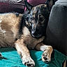 dog, shepherd_mix, pet, sleepy, lying_down, couch, blanket, pillows, indoor, home, cozy, portrait, fur, black_and_tan, pointed_ears, paws, relaxed, resting, cuddly, animal