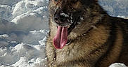 Raïko participe au concours pour gagner de l'argent avec cette photo : dog, german_shepherd, pet, snow, winter, outdoors, portrait, happy, playful, tongue, open_mouth, snowy_nose, fluffy_fur, black_and_tan, sitting, lying_down, animal, sunlight, nature, cold_weather