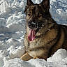 dog, german_shepherd, pet, snow, winter, outdoors, portrait, happy, playful, tongue, open_mouth, snowy_nose, fluffy_fur, black_and_tan, sitting, lying_down, animal, sunlight, nature, cold_weather