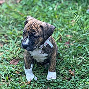 Autumn joined the competition — help win amazing prizes! animal, ball, boxer, bulldog, canine, dog, face, football, frenchbulldog, grass, green, head, hound, lawn, leaf, person, pet, pitbull, plant, puppy