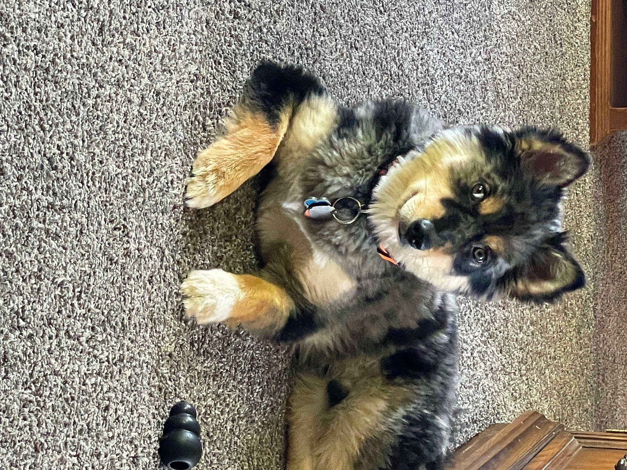 Cozmo joined the competition — help win amazing prizes! carnivore, claw, companion_dog, dog, dog_breed, dog_supply, fawn, felidae, flooring, fur, paw, small_terrier, soil, tail, tar, terrestrial_animal, toy_dog, whiskers, working_animal, yorkipoo