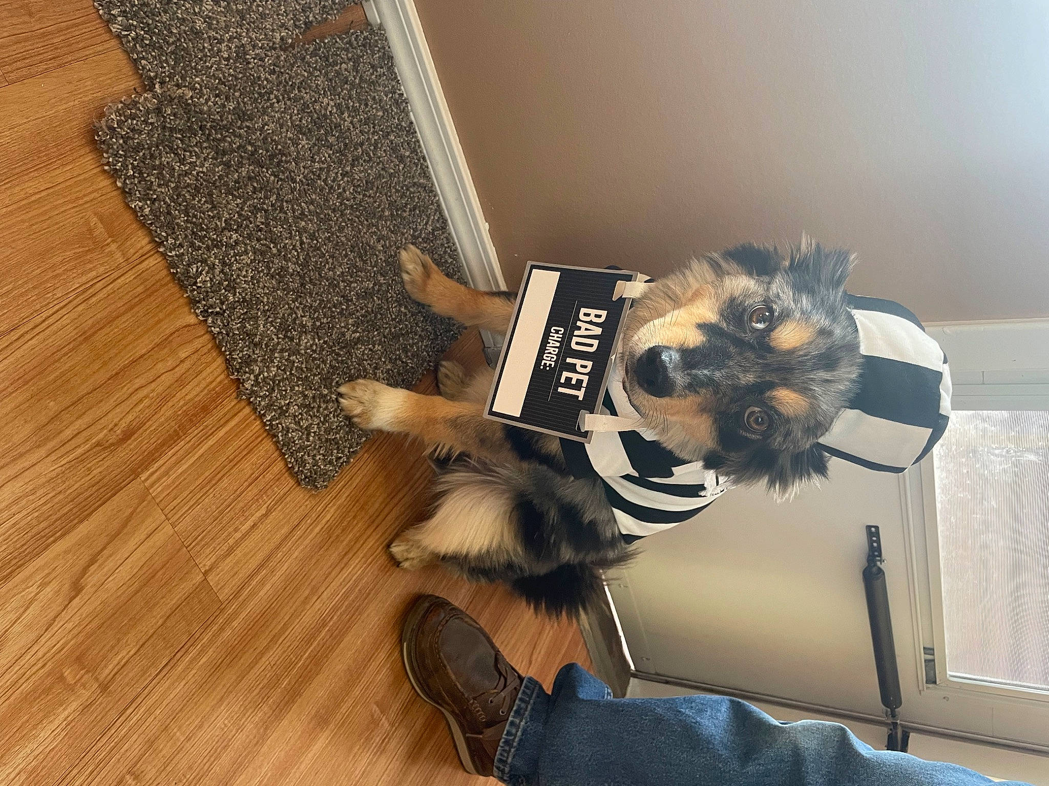 Cozmo is registered to the contest to win money with this photo: carnivore, comfort, companion_dog, dog, dog_breed, dress, floor, flooring, fur, grey, hardwood, human_leg, laminate_flooring, plank, tail, thigh, varnish, wood, wood_flooring, wood_stain