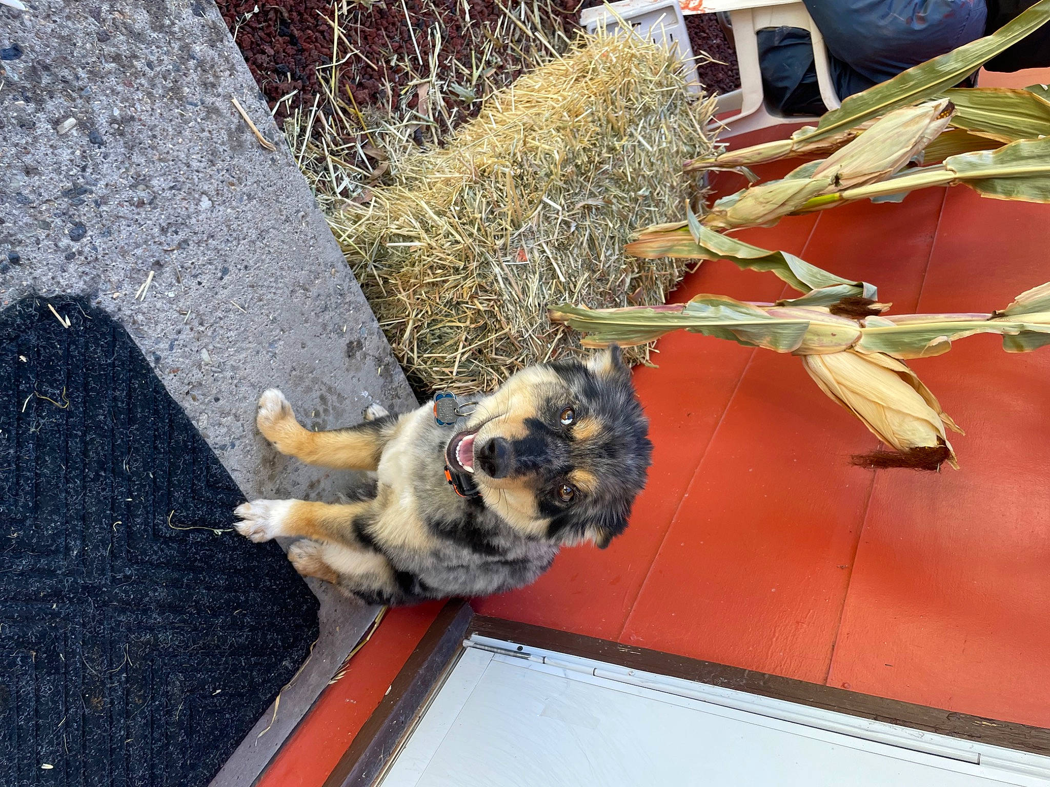 Cozmo joined the competition — help win amazing prizes! asphalt, carnivore, companion_dog, dog, dog_breed, fawn, felidae, fur, grass, mammal, pet_supply, plant, road_surface, small_to_medium_sized_cats, snout, tail, tree, twig, vertebrate, wood