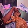 Cheeto is registered to the contest to win money with this photo: arm, bed, blanket, calm, cat, cozy, cute, feline, indoor, orange_tabby, person, petting, pillow, purple_light, relaxing, resting, sleeping, soft_lighting, striped, tablet