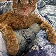 Cheeto is registered to the contest to win money with this photo: cat, ginger_cat, pet, indoor, bed, blanket, fur, whiskers, relaxed, curious, close_up, mammal, feline, domestic_animal, paws, collar, cute, resting, cozy, wide_eyes