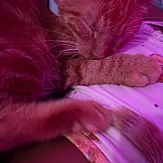 Cheeto joined the competition — help win amazing prizes! animal, blanket, cat, closeup, collar, cozy, cute, feline, fur, indoor, nap, orange_cat, paw, pet, purple_light, relaxed, resting, sleeping, soft, whiskers