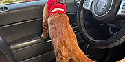 Cheeto joined the competition — help win amazing prizes! autumn, car_interior, car_seat, cat, curious, daylight, domestic_cat, harness, indoor, jeep, leash, looking_out_window, orange_tabby, pet, plastic_bag, seatbelt, steering_wheel, trees, vehicle, window