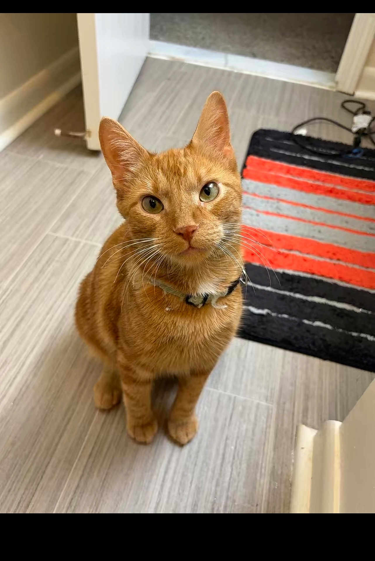 Cheeto joined the competition — help win amazing prizes! cat, orange_tabby, pet, feline, indoor, floor, tile_floor, striped_rug, curious, looking_up, whiskers, ears, collar, domestic_animal, animal, cute, sitting, close_up, home, doorway