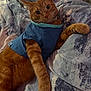 cat, orange_tabby, pet_clothing, blue_shirt, bed, blanket, indoor, feline, fur, whiskers, paw, relaxed, cute, animal, domestic_cat, resting, looking_at_camera, soft_texture, cozy, sleepy