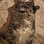 cat, gray_cat, fluffy, pet, animal, floor, tile, indoor, cute, lying_down, belly_up, whiskers, ears, paws, fur, playful, curious, domestic_cat, mammal, relaxed