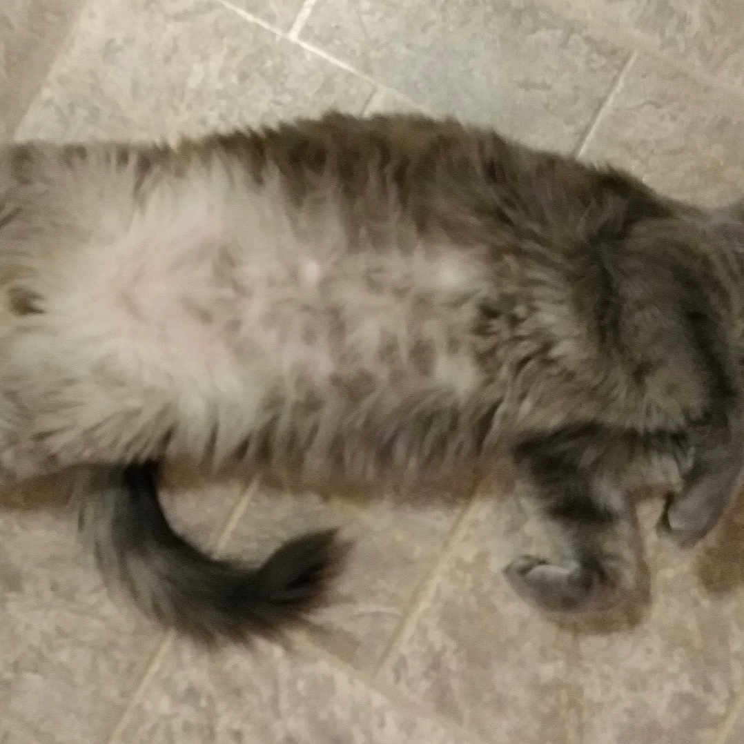 Princess joined the competition — help win amazing prizes! animal, cat, curious, cute, domestic_animal, feline, floor, fluffy, four_legs, fur, gray_tabby, indoor, lying_down, mammal, pet, playful, relaxed, tail, tile_floor, whiskers