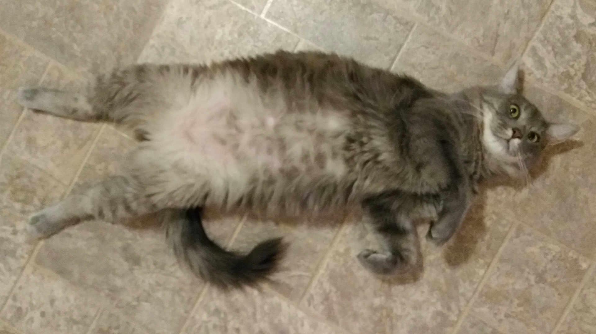 Princess joined the competition — help win amazing prizes! cat, gray_tabby, fluffy, lying_down, floor, tile_floor, indoor, pet, feline, curious, relaxed, whiskers, tail, four_legs, domestic_animal, cute, fur, animal, mammal, playful