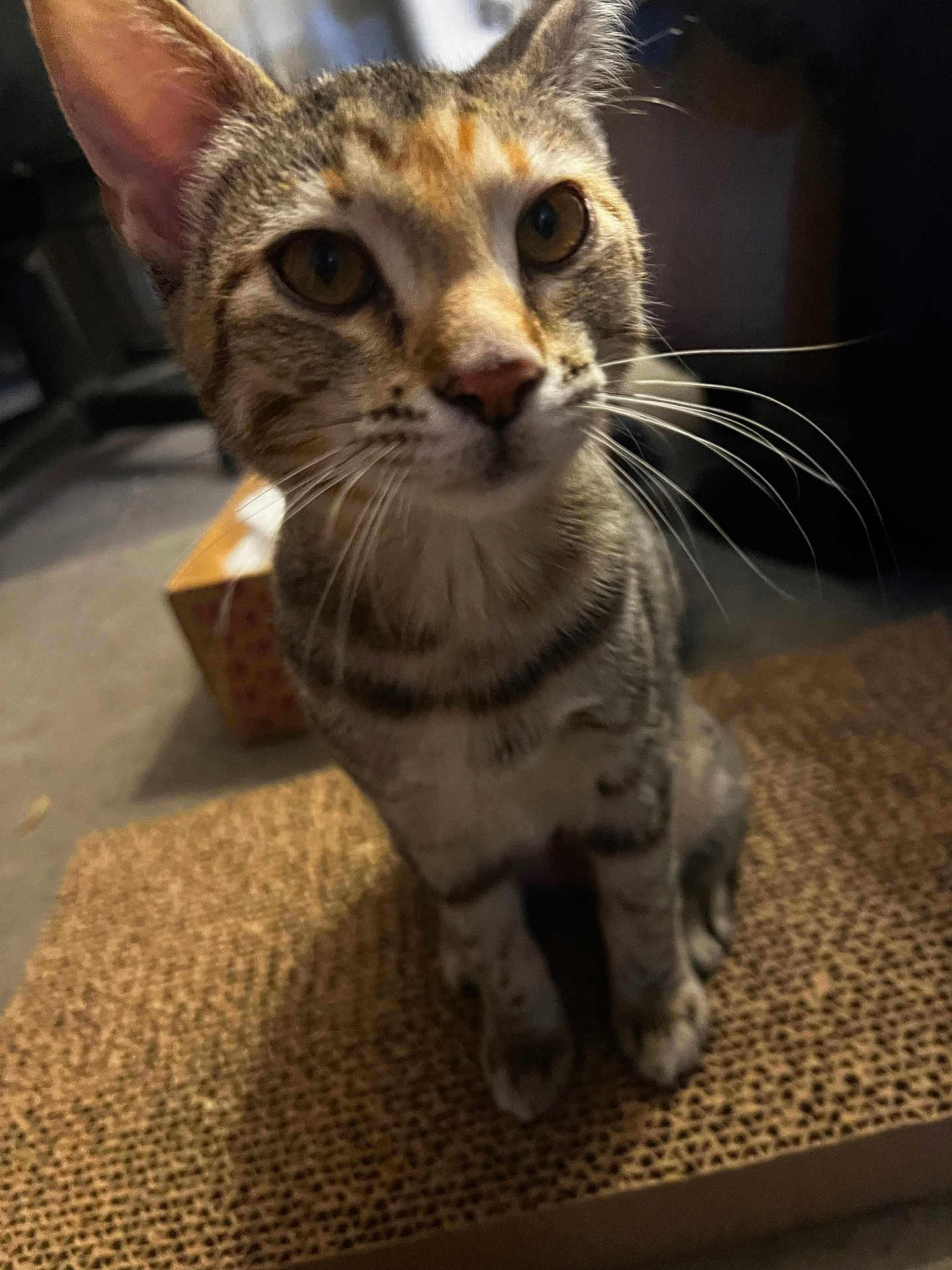 Pixie