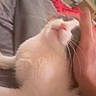 Leo joined the competition — help win amazing prizes! cat, pet, hand, indoor, blur, white_cat, gray_cat, feline, whiskers, fur, cozy, blanket, bed, furniture, domestic_animal, closeup, animal, sleepy, relaxed, touch